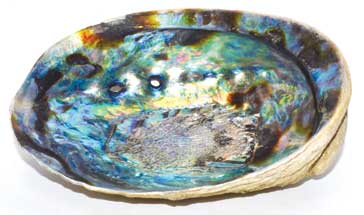 5″- 6″ Abalone Shell incense burner